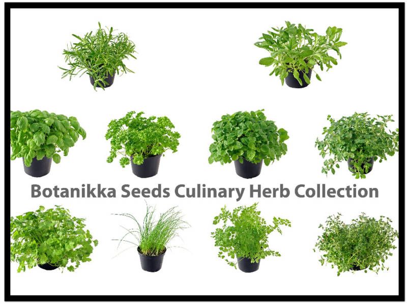   Your Own Herb Seed Collection Kitchen Cooking Culinary Garden .99 SALE